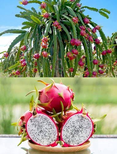 Multi-colored Dragon Fruit Seeds